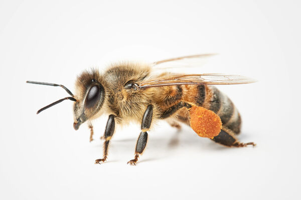 06_Biene_Boden_287_rgb