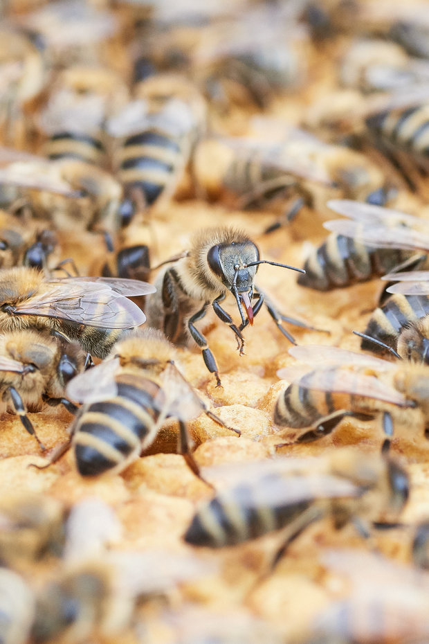 180605_BAUM_Bienenwaben_Heisch_017