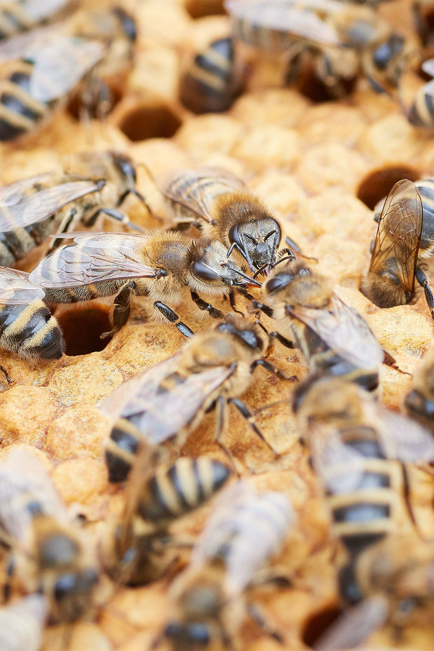 180605_BAUM_Bienenwaben_Heisch_123