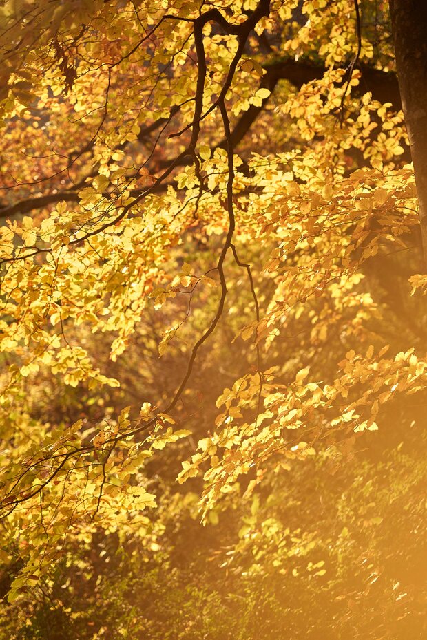 03_WALD_Bonvillars_0867_rgb