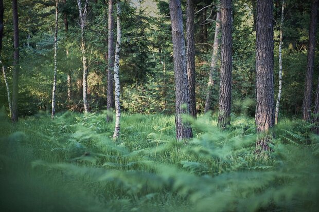 025_WALD_Chruzele_Kappel_130_rgb