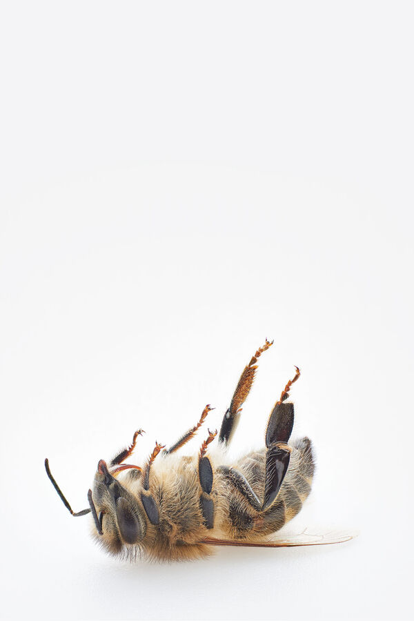 Biene_Niconitoide_HF_rgb