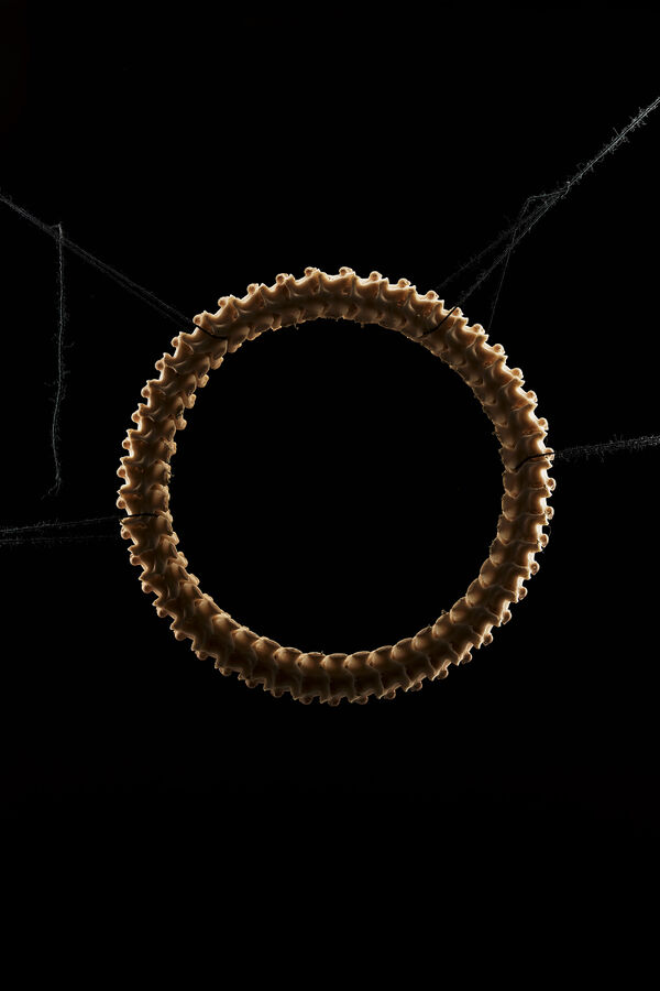 Iguana_delicatissima_rgb