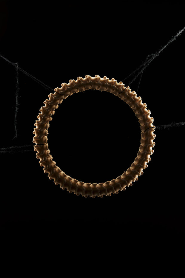 Iguana_delicatissima_rgb